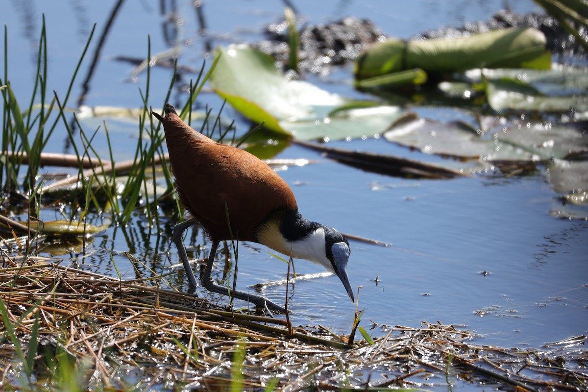 African Jacana - ML645943305