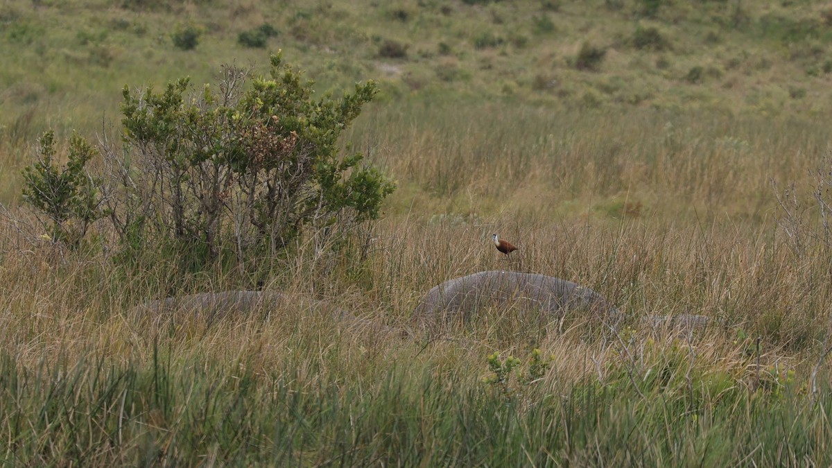 African Jacana - ML645943306