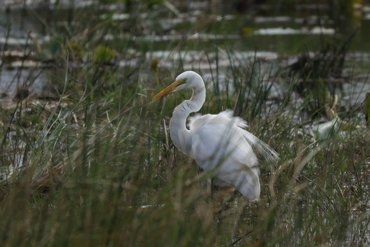 Great Egret - ML645943311
