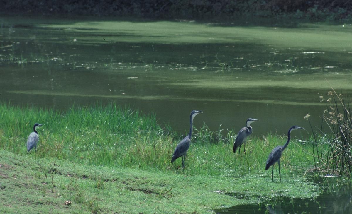 Héron mélanocéphale - ML645943312