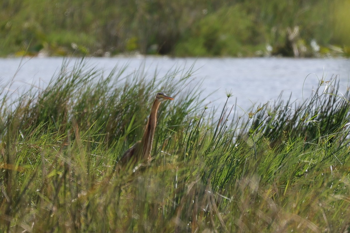 Purple Heron - ML645943316