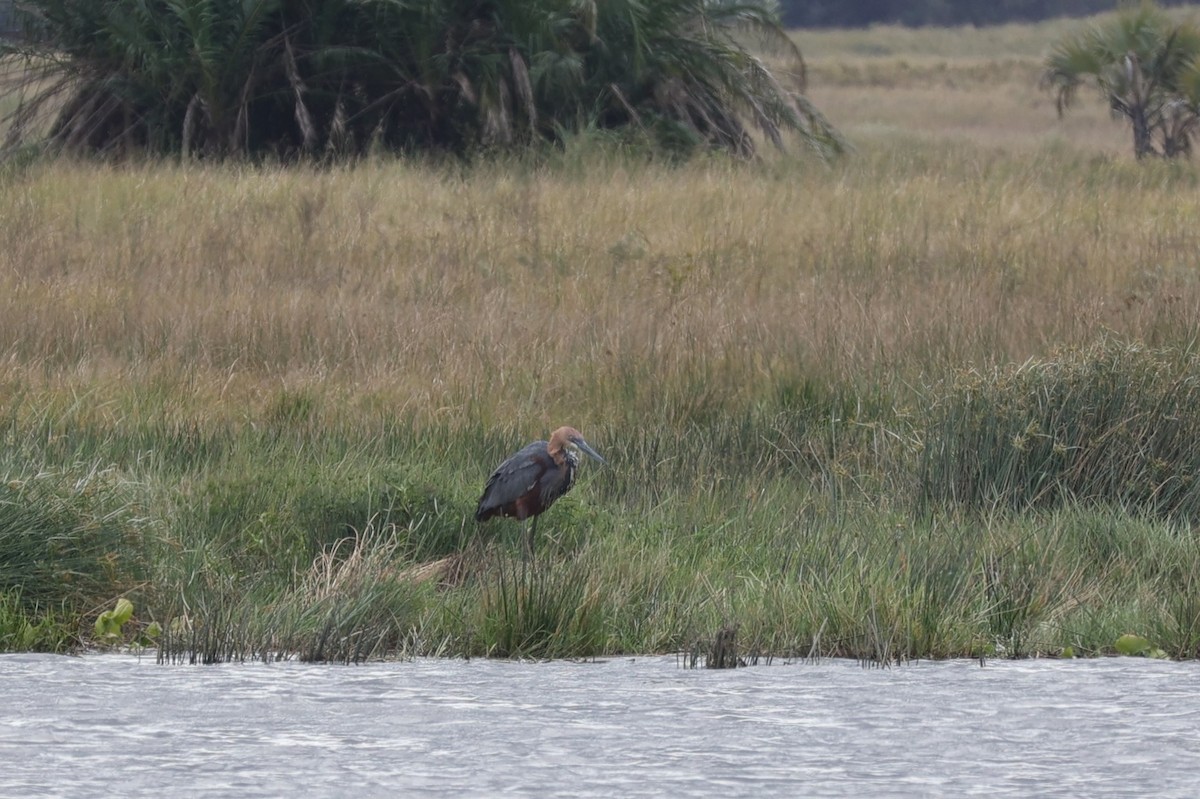 Goliath Heron - ML645943319