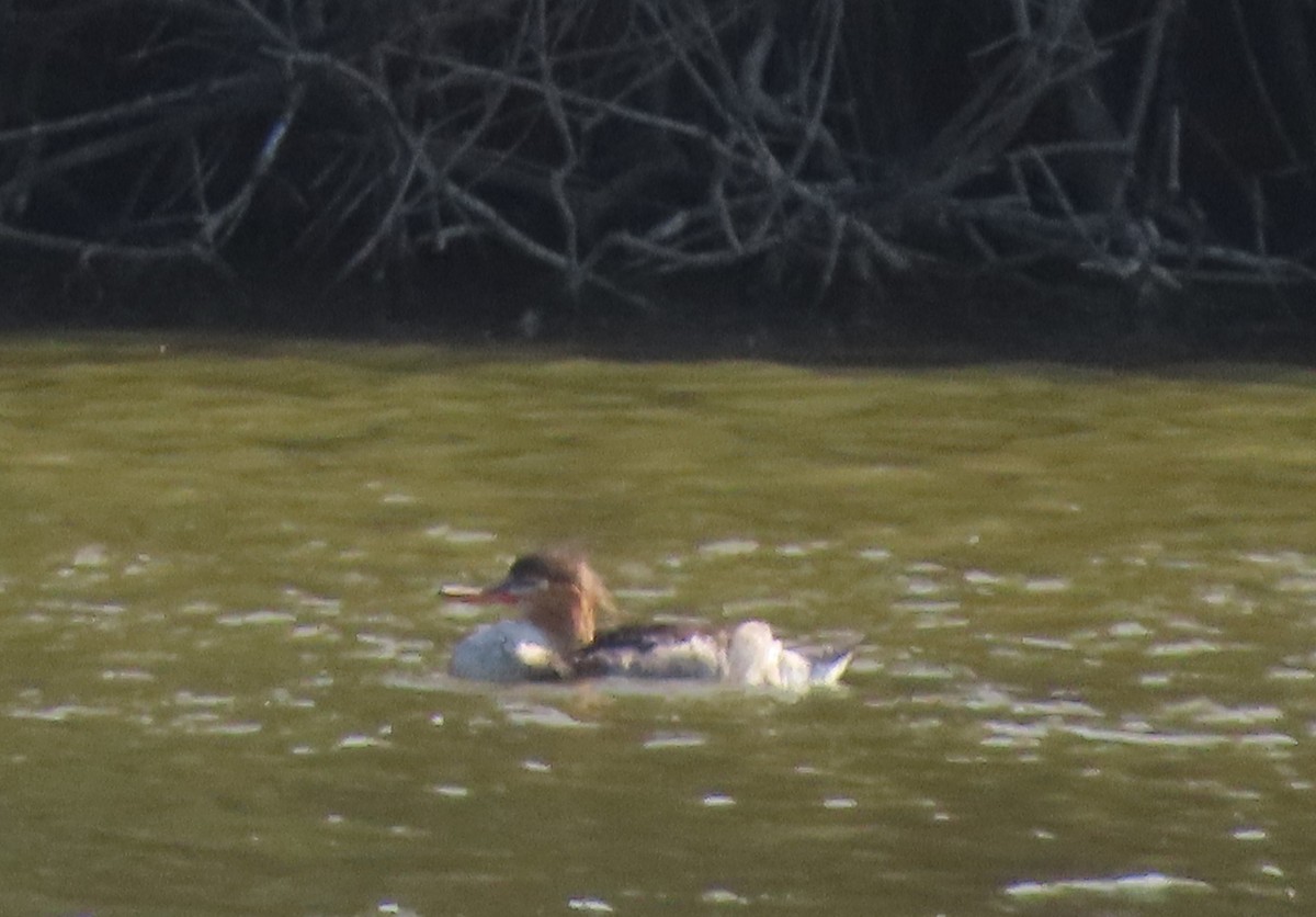 Red-breasted Merganser - ML645943323