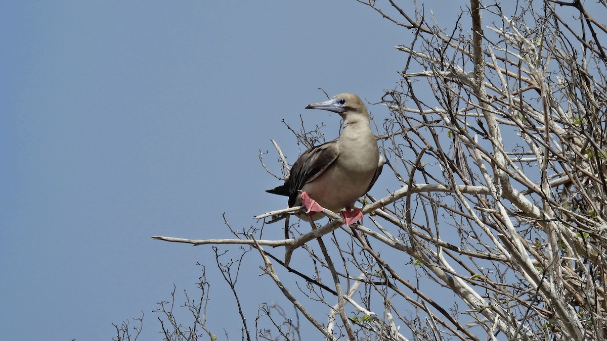 Сула червононога - ML645943324