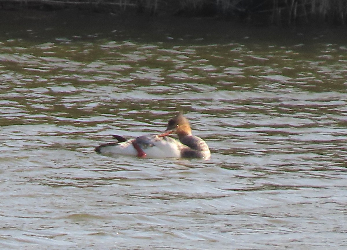 Red-breasted Merganser - ML645943326