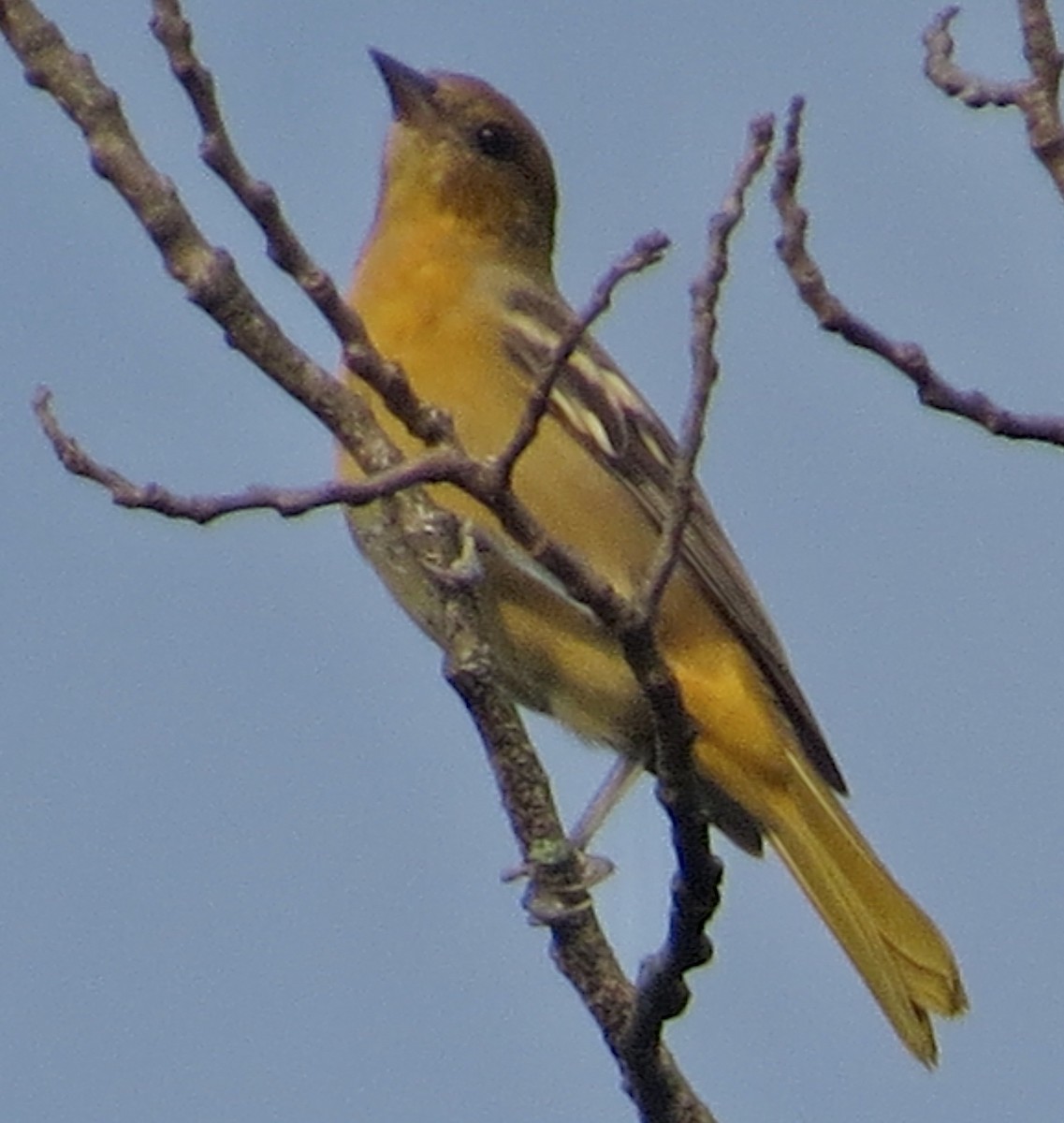 Baltimore Oriole - ML645943331