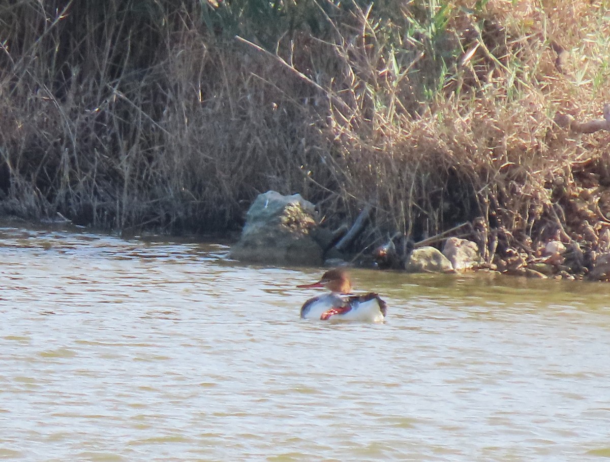 Red-breasted Merganser - ML645943333