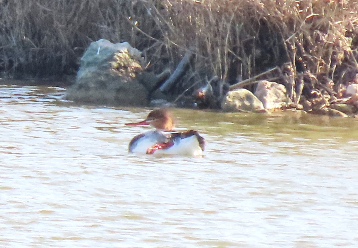 Red-breasted Merganser - ML645943339