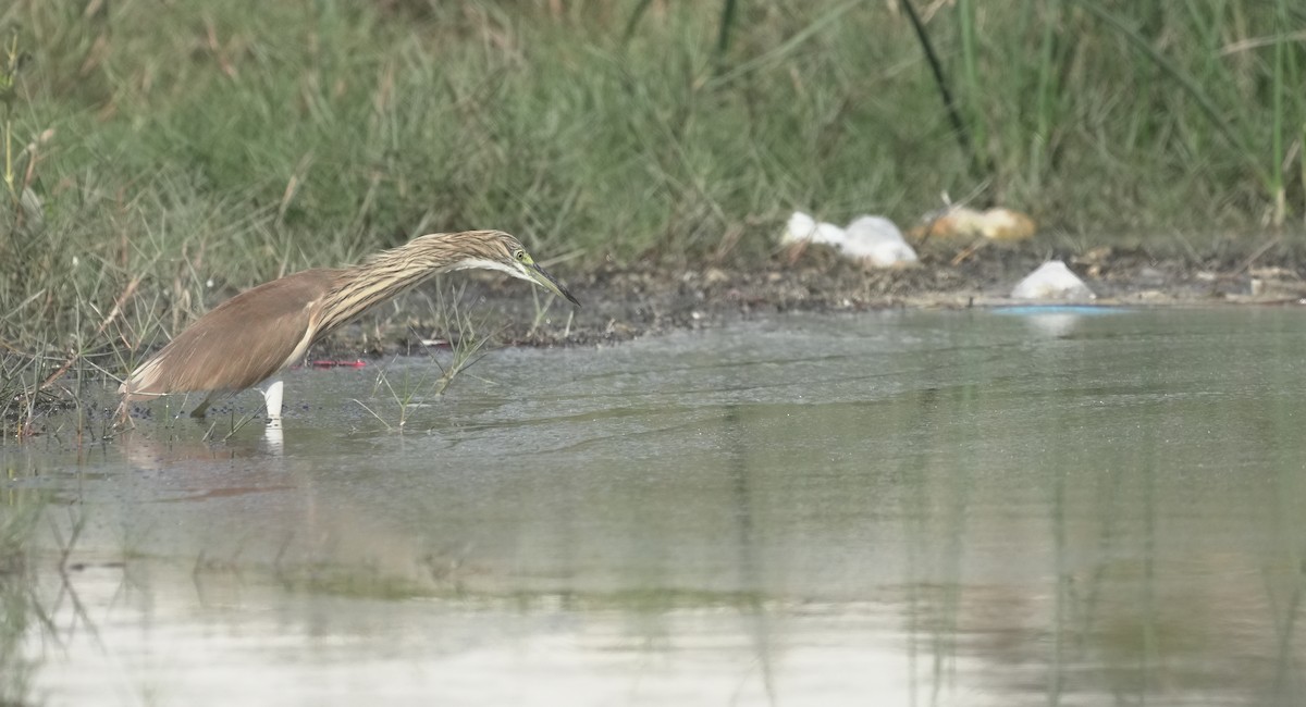 Indian Pond-Heron - ML645943345