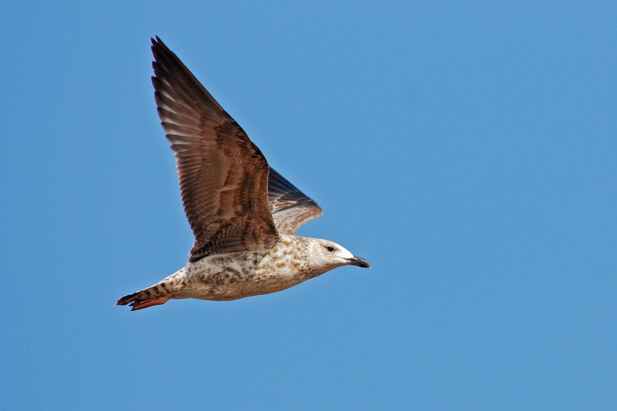 Zafferano (heuglini) - ML645943346