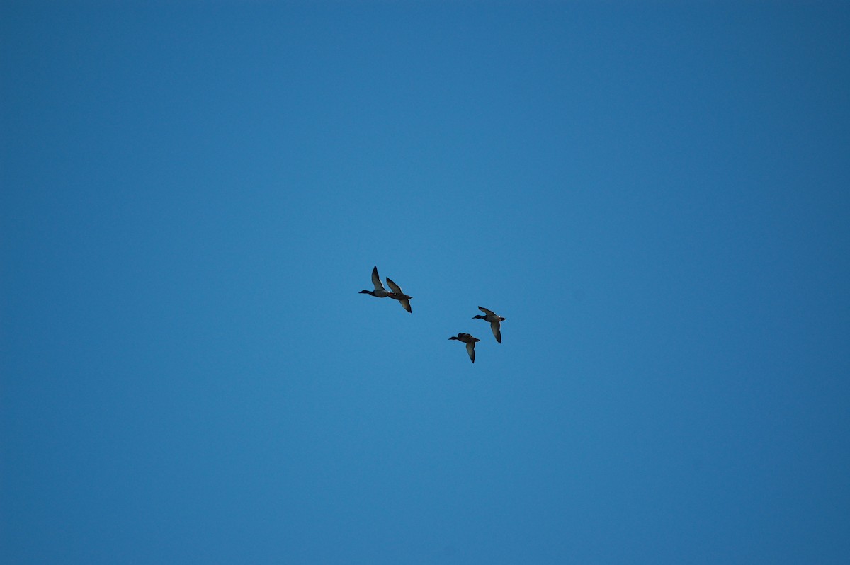 Mallard - ML645943347