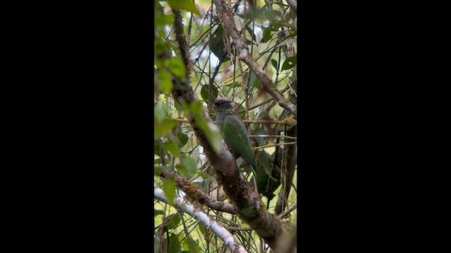 Scaly-headed Parrot - ML645943348