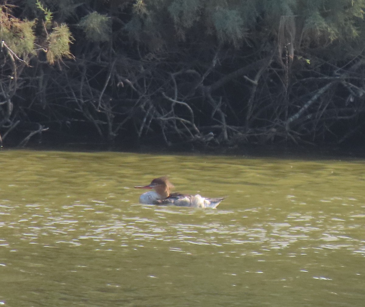 Red-breasted Merganser - ML645943349