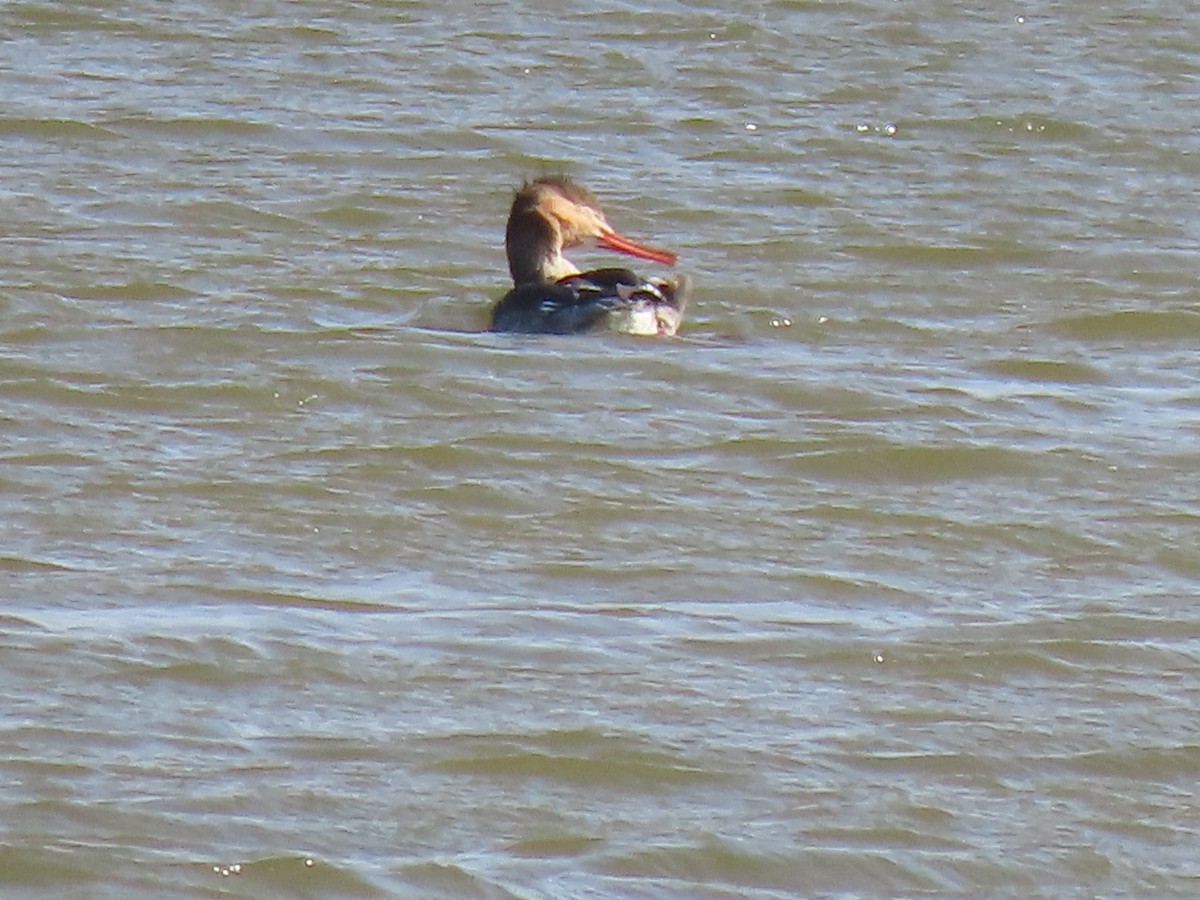 Red-breasted Merganser - ML645943352