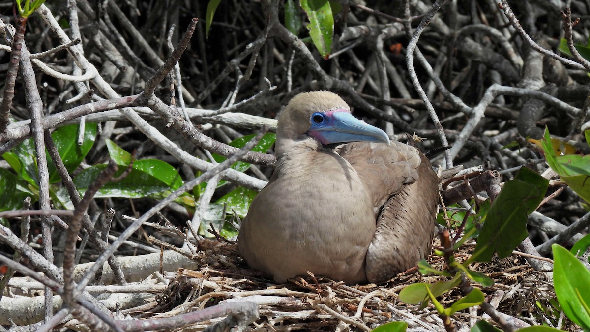 Сула червононога - ML645943353