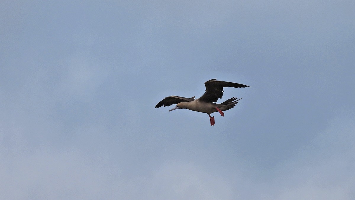 Сула червононога - ML645943355