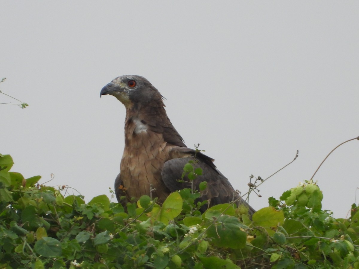 Oriental Honey-buzzard - ML645943357