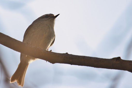 Erregetxo amerikarra - ML645943359