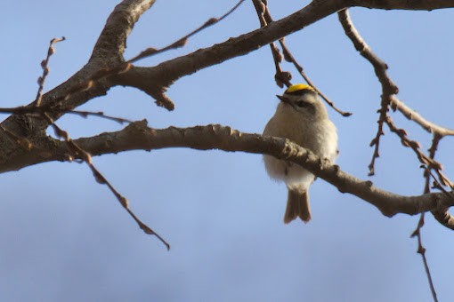 Erregetxo amerikarra - ML645943360