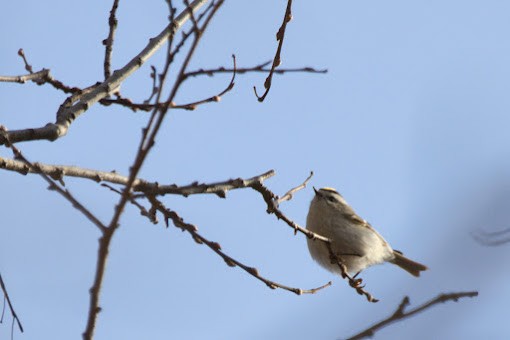 Erregetxo amerikarra - ML645943365