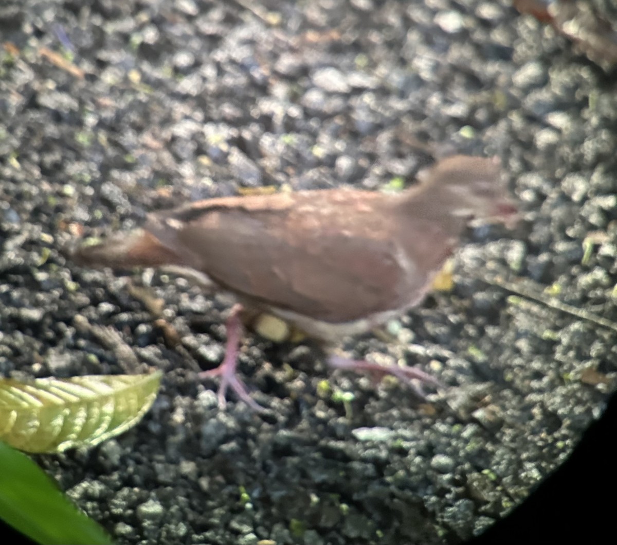 Ruddy Quail-Dove - ML645943372