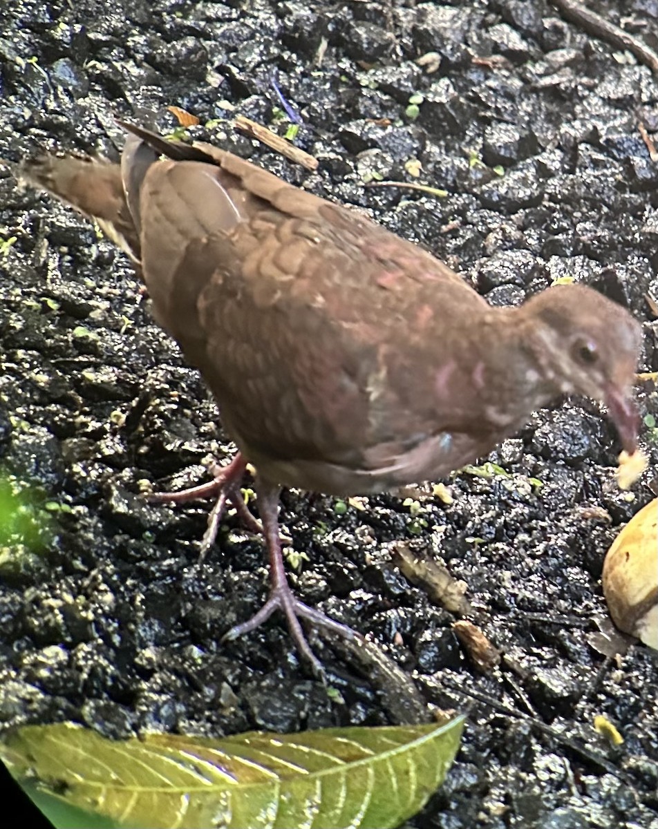 Ruddy Quail-Dove - ML645943373