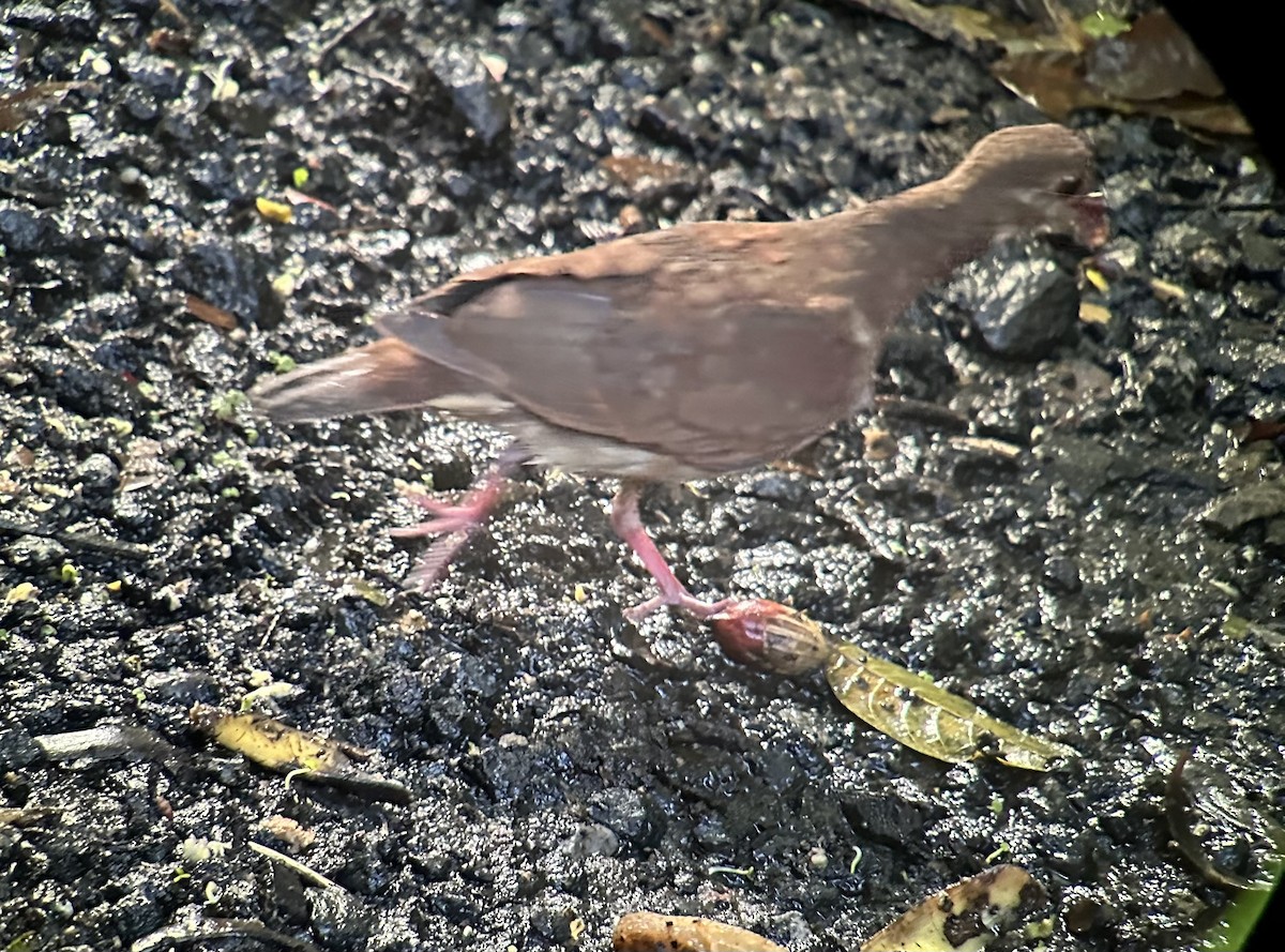 Ruddy Quail-Dove - ML645943374