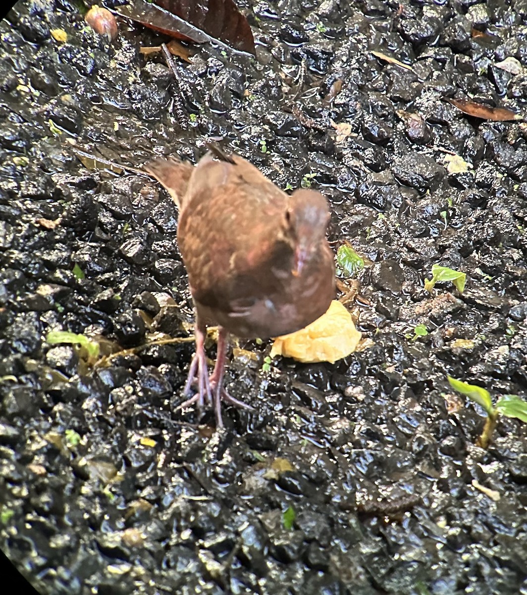 Ruddy Quail-Dove - ML645943375