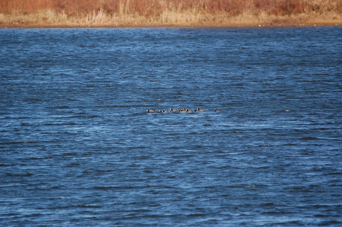 American Coot - ML645943376