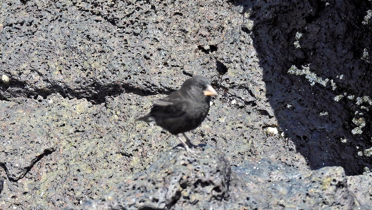 Large Ground-Finch - ML645943378