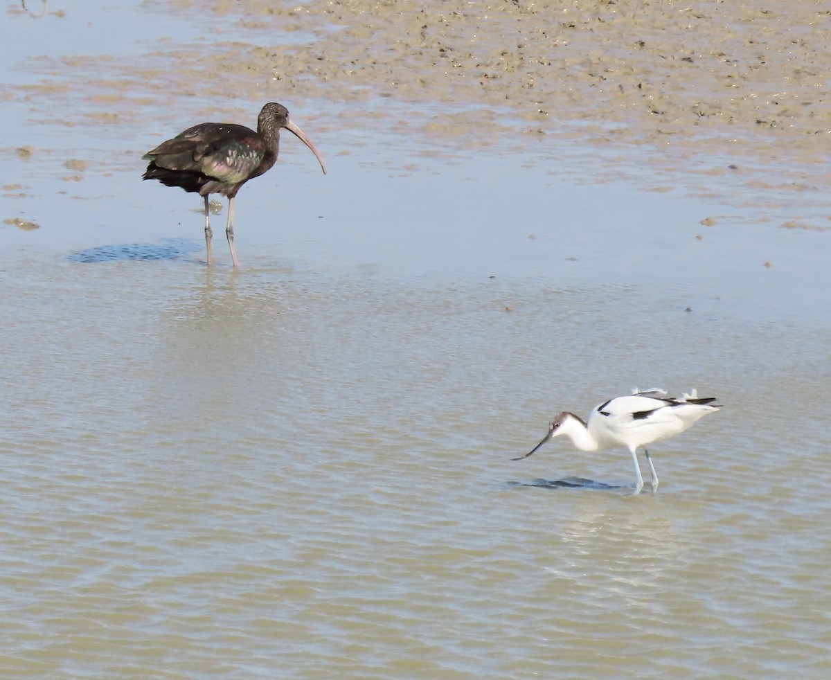 Pied Avocet - ML645943387