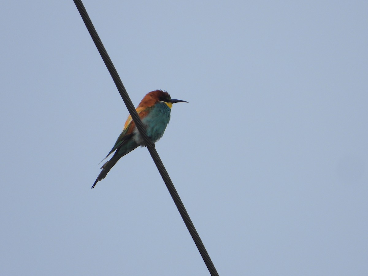 European Bee-eater - ML645943398