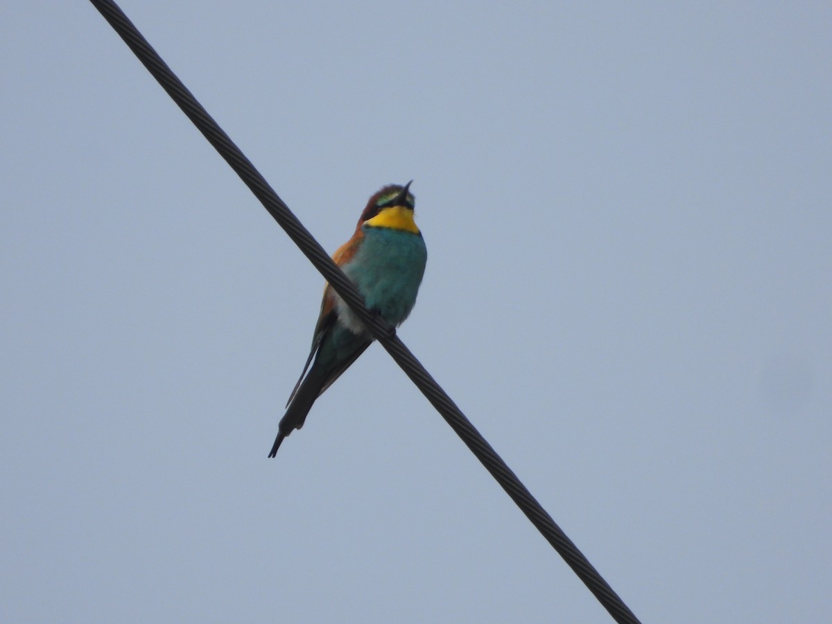 European Bee-eater - ML645943399