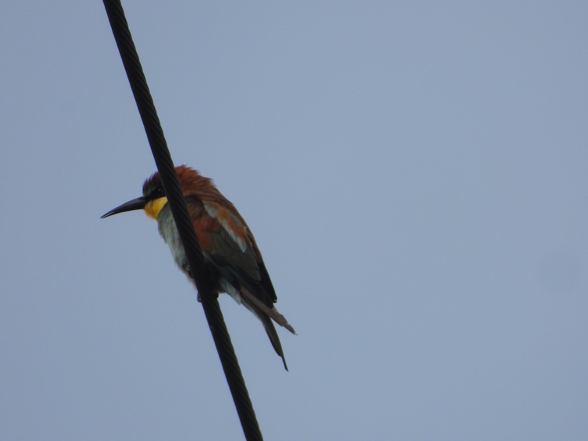 European Bee-eater - ML645943400