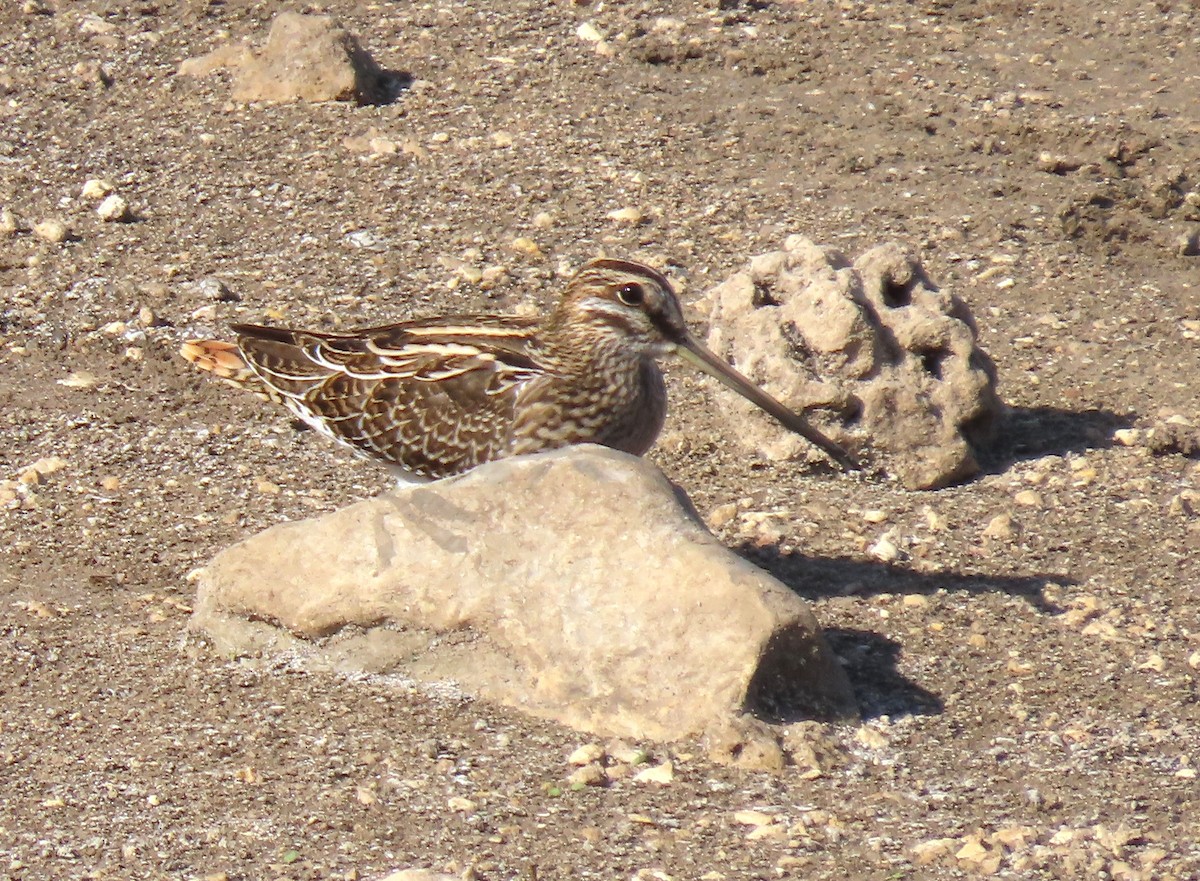 Agachadiza Común - ML645943406