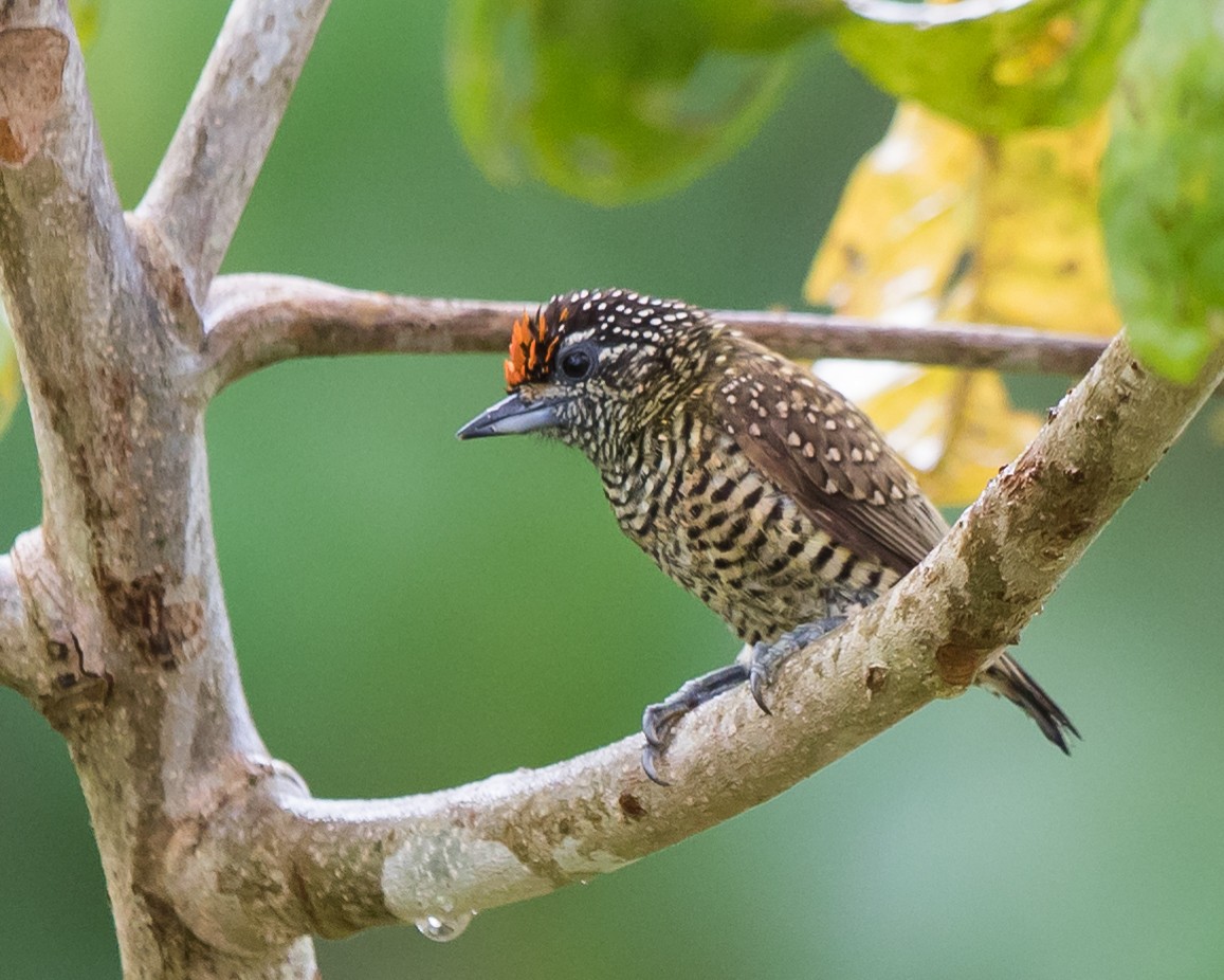 Golden-spangled Piculet - ML645943412