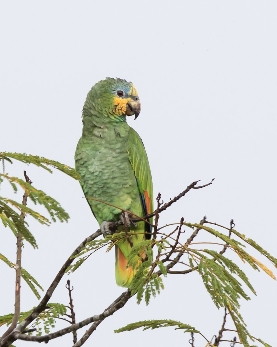 Orange-winged Amazon - ML645943417