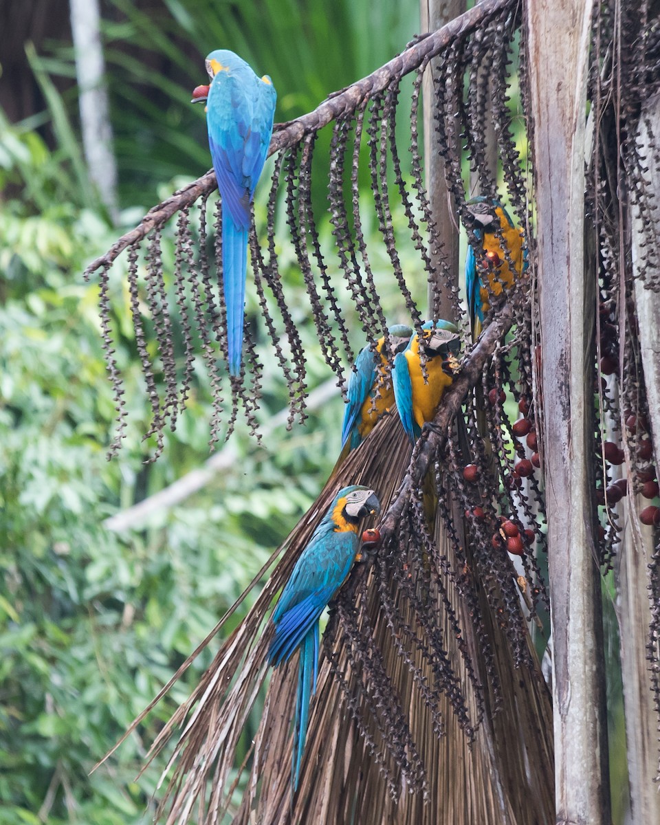 Blue-and-yellow Macaw - ML645943420