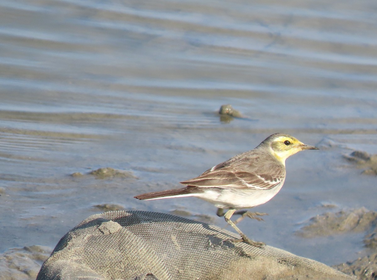 Citrine Wagtail - ML645943423