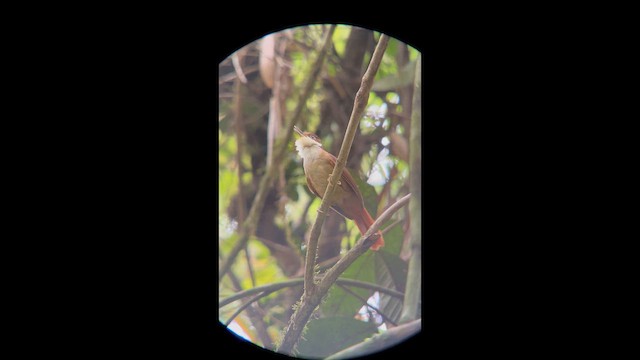 White-eyed Foliage-gleaner - ML645943424
