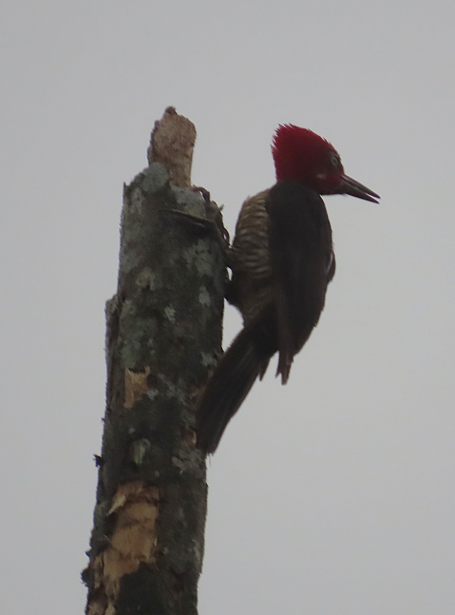 Guayaquil Woodpecker - ML645943425