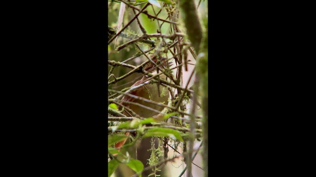 White-eyed Foliage-gleaner - ML645943426