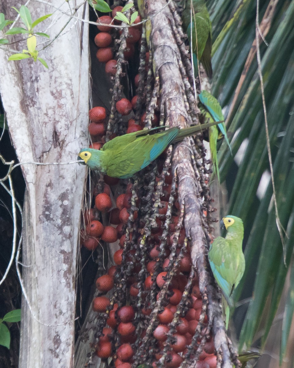 Red-bellied Macaw - ML645943431