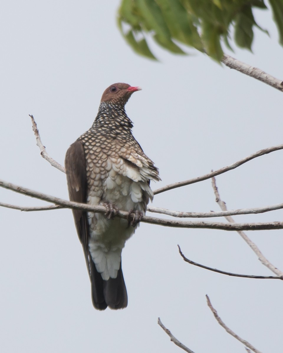 Scaled Pigeon - ML645943432