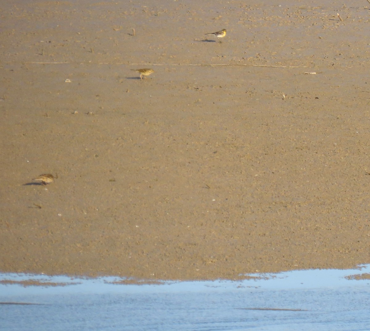 Citrine Wagtail - ML645943436