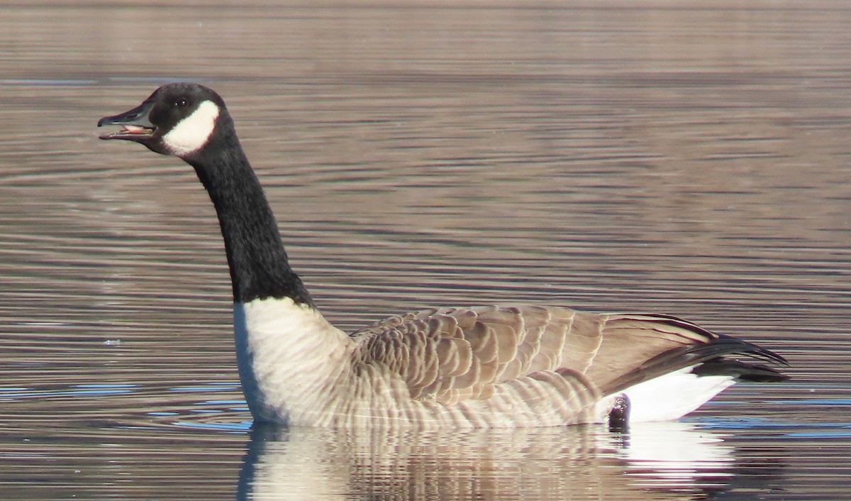 Canada Goose - ML645943437