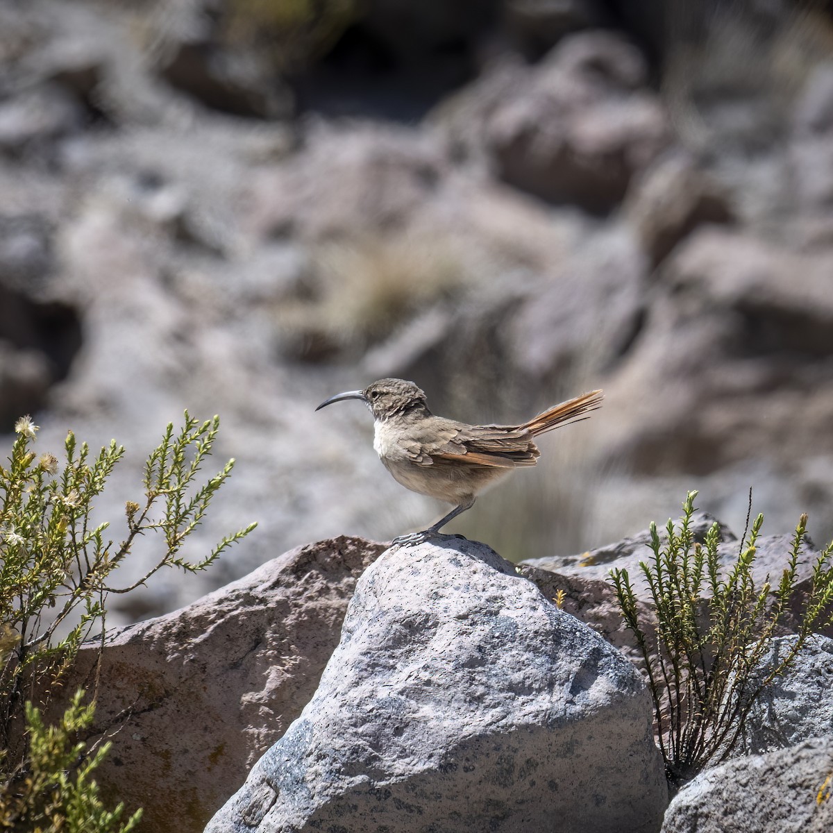 Buff-breasted Earthcreeper - ML645943439