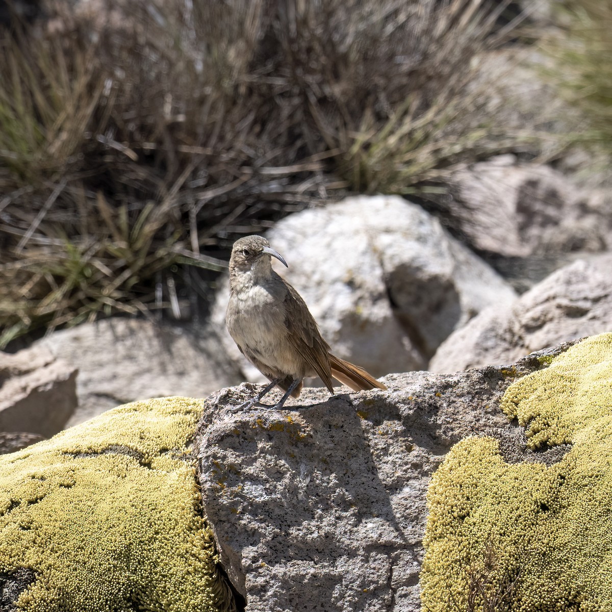 Buff-breasted Earthcreeper - ML645943441