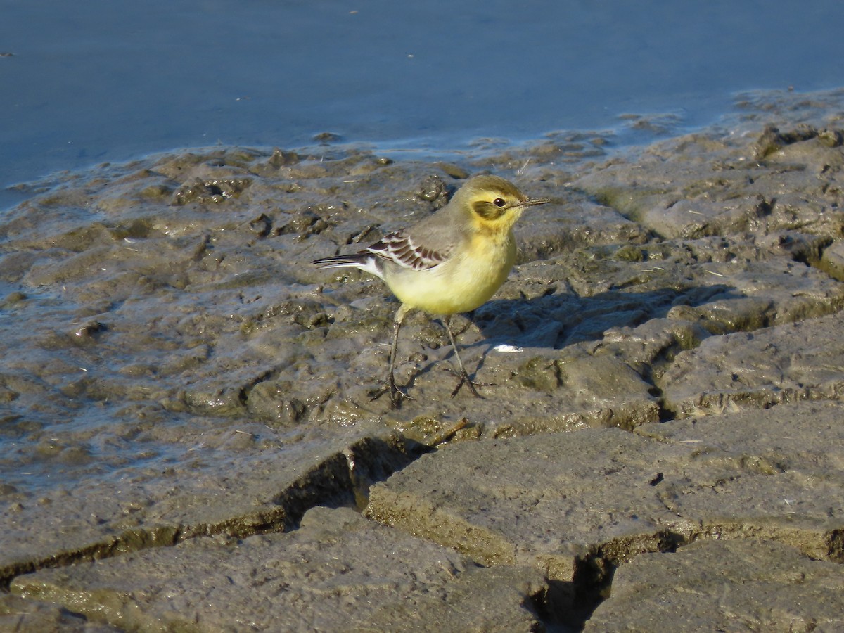 Citrine Wagtail - ML645943444