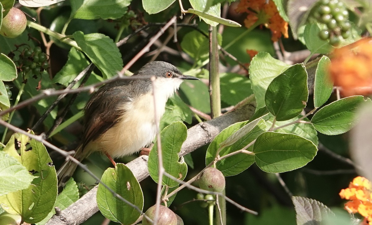 Ashy Prinia - ML645943449